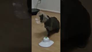 conehead the cat vs butterfly