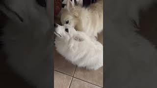 Lovable American Eskimo Dogs