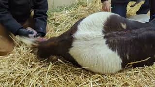 Cookie the goat's twins- assisted delivery--due to stalled labor