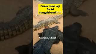 Buaya besar di prank #short #shorts #shortviral #tiktokviral #buayabesar