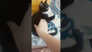 котик кайфует