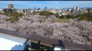 Fukuoka Maizuru Koen and Nishi Koen Sakura 2022 Sakura