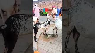 Bakra mandi Lahore