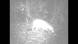 First footage of wild pygmy hippos in Liberia