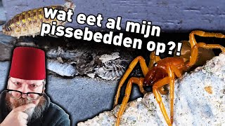 Tuinsafari s01e09 Waar zijn de PISSEBEDDEN naartoe?