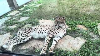 Cheetahs can turn in mid-air while running, using their tail for balance