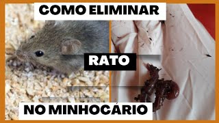 #Ratos no minhocario; como eliminar