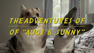 Who’s the guilty corgi? | The Adventures of AUGI & SUNNY.