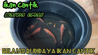 Belajar Ternak Ikan Hias Cantik