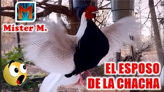 😱🐦 EL ESPOSO DE LA CHACHA 🙊🚨