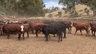 Canowie Cattle co - 114 weaned steers