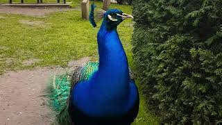 Beautifully Shocking Peacock in Holland Park