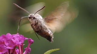 Ein Kolibri im Garten?   240 fps        #Slowmotion   #Naturbeobachtung #insects