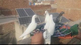 Parvazi chhat par pigeon ka shauk 2023 update kabootar #masadbirds #pigeon #babypigeon2023