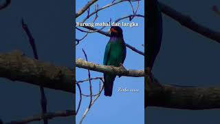 Burung tengkek buto liar cantik sekali #short#viral