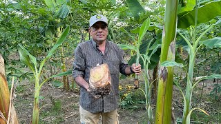 ETAPA VEGETATIVA Y PRODUCTIVA EN BANANO Y PLATANO.