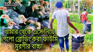 হ্যাচারির নিজস্ব খামার থেকে এসে, নিজ হাতে ধরে নিয়ে গেল বোর্ডিং করা ফার্মে মুরগির বাচ্চা |😍💥