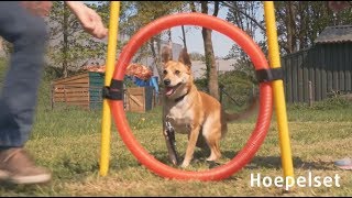 Sfeervideo behendigheidsaccessoires (agility)