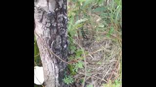 Oyster Mushroom On FL Trail