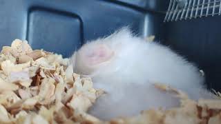 Hamster Naptime - Relaxing Moments