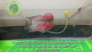 Good quality srd flowerhorn for sale