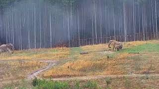 The Elephant Sanctuary | Spring Mudding at Africa Habitat