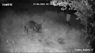 Ruksis spēlējas ar paleti, kur piesiets kārums/Wild Boar Playing