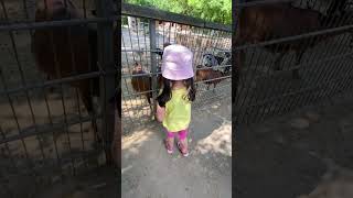 #shorts #adventure #zoo #feeding #girl