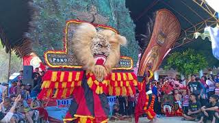 SOLAH DADAK MERAK REOG PONOROGO SINGO MUDHO KAMBENG HUT RI#dadakmerak #reog #reogponorogo