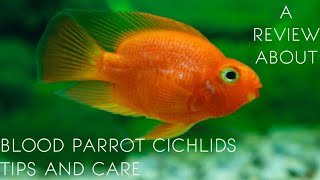 A review about blood parrot cichlids | tips and care in tamil