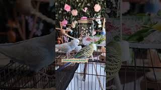 Smart and lovely little budgies #part-1