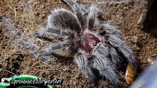 Gorby Exotics - Tarantula Group Feeding Video 100