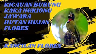 Dahsyattt Kicauan Burung Kaka Ngkiong/Kancilan Flores || Jawara Hutan Hujan Flores Waerebo