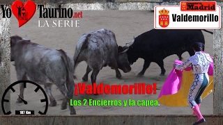 valdemorillo 2017 El toro que pegaba a los Cabestros.