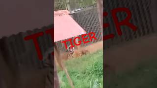 Tiger in GUWAHATI #youtubeshorts#trending#animal#assam