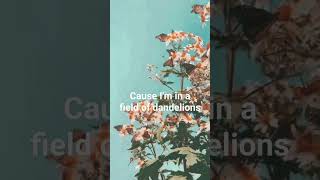 cause I am in the field of dandelions 💗#miss lyrics #lyrics #ruthb