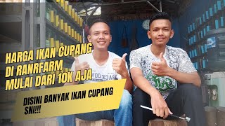 REVIEW FARM CUPANG RANRFARM!!! Banyak cupang SNI!!!