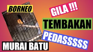 TEMBAKAN NYA PEDAS !!!! MURAI BATU BORNEO