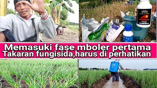 memasuki fase mboler pertama,takaran fungisida harus lebih di perhatikan