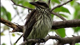 BEM TE VI RAJADO, siriritinga, bem te vi preto, rajada, soluço