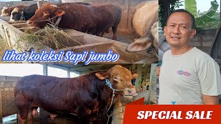 SUPERRR & JUMBO ‼️ Ready Sapi Qurban premium BB 700 - 1 ton up || Di kandang pak Sahudi