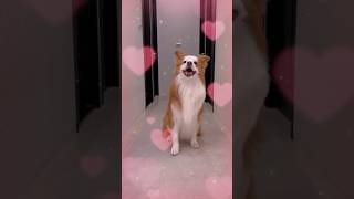 #shortvideos #dog #belinha #pets