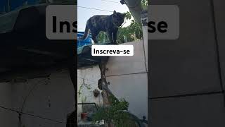 #dicas #gatos #auxvet #cat #adoteumgato #adote#viralvideo #pets #adoteumgatinho #gato #outubeshorts