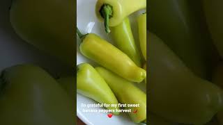 My first sweet banana peppers harvest