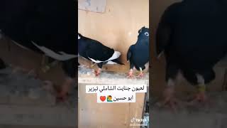 بولنديات مجعجلات