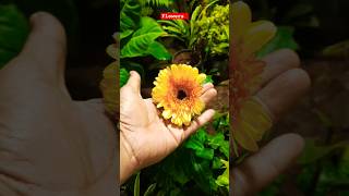 Flowers #shorts #short #youtubeshorts #shortsvideo #subscribe #viralshort #instagram #trending #reel