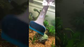 Cleaning algae from aquarium glass