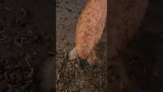 Mangalitsa pig plays with ball