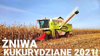 🌽 QQ na ziarno 2021🌽4 pełne zestawy !?🌽UR Augustowski 🌽