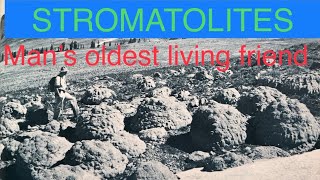 Stromatolites